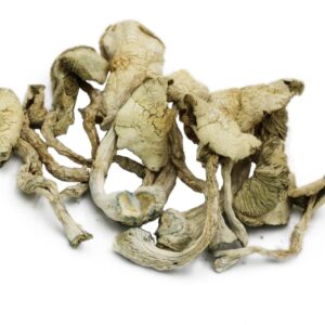 Albino Avery Magic Mushrooms (Psilocybe cubensis)