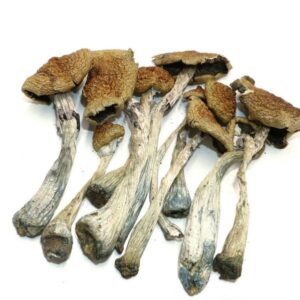 Cambodian AAA magic mushrooms (Psilocybe Cubensis)