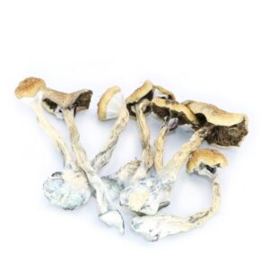 Malabar Coast Magic Mushrooms #1 (Psilocybe Cubensis Malabar)
