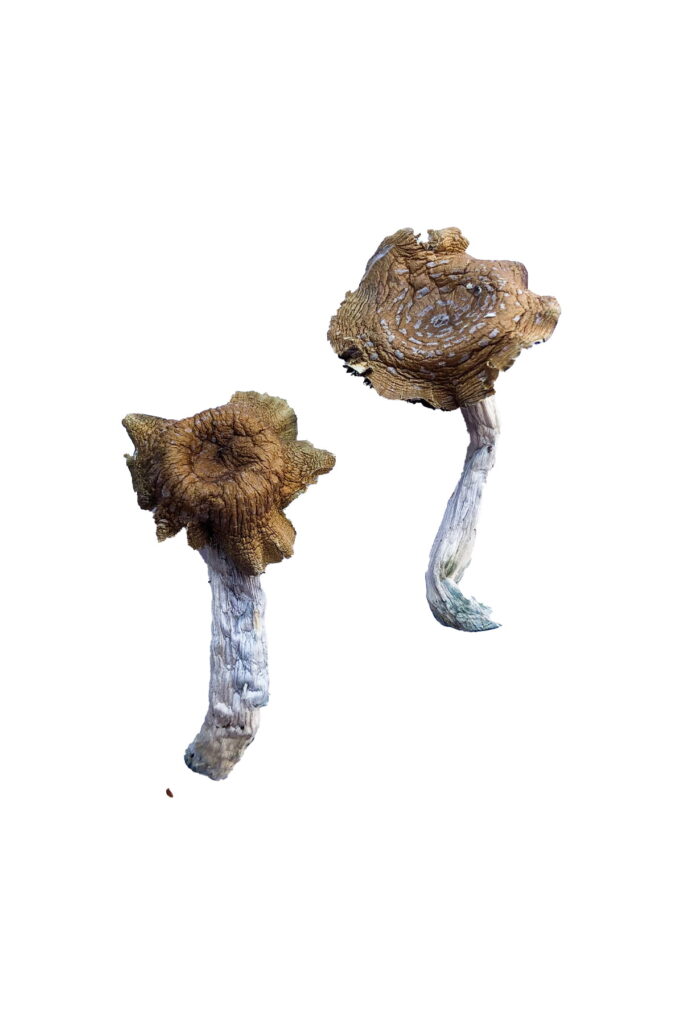 Buy Florida White (F+) Magic Mushrooms Online
