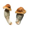 Melmac (Homestead Penis Envy) Magic Mushrooms