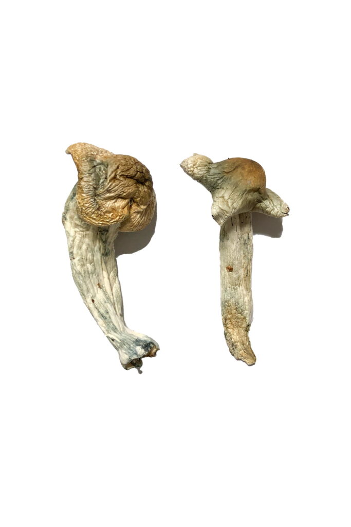Shepherds Cut Penis Envy Magic Mushrooms