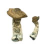 Tri-Colour Ecuadorian Magic Mushrooms