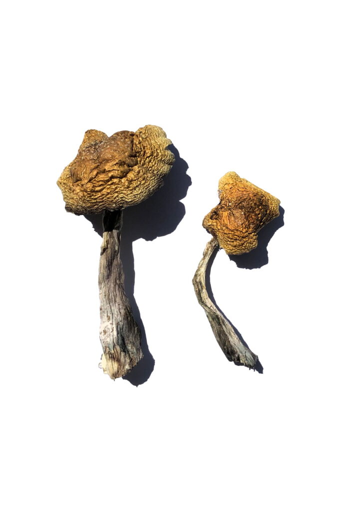 Wollongong Magic Mushrooms